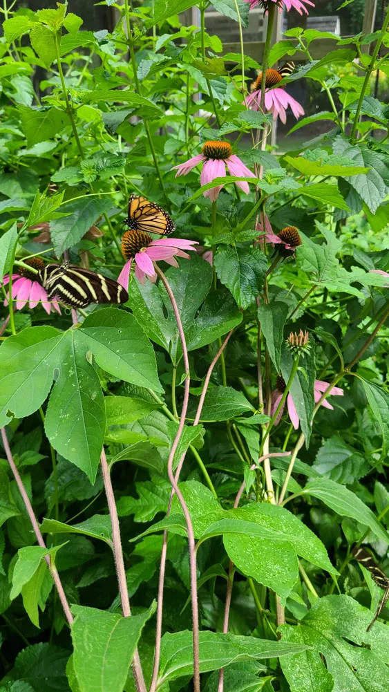 Smith-Gilbert Gardens Butterfly Garden | Branding and Design by Clementine Creative Agency | Kennesaw, GA